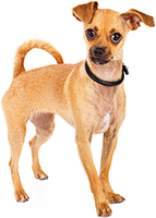 Stock photo of Chihuahua