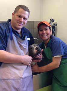 Photo of Pit Bull getting a bath