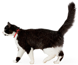 Photo of black and white cat