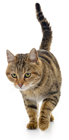 Photo of tabby cat