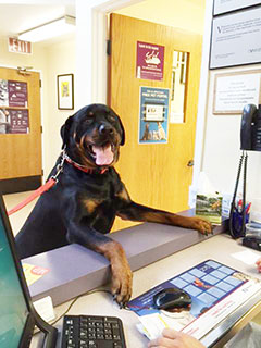 Photo of Rottweiler at front desk