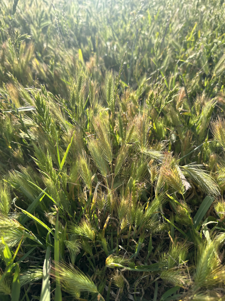 pic1